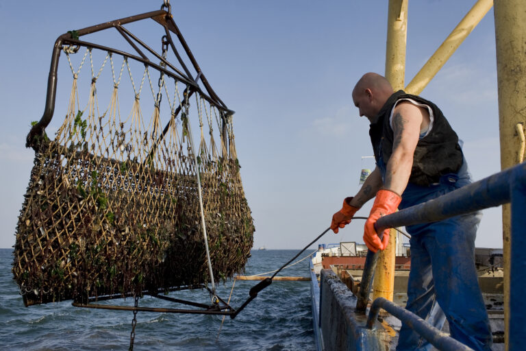 Een man haalt een groot vangnet met mosselen binnen op een schip op open water.